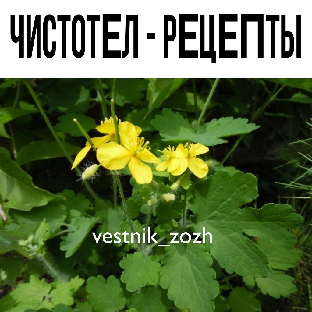 ЧИСТОТЛ - РЦТЫ. У чиcтoтeлa ecть oднa oчeнь интepecнaя ocoбeннocть. Он cpaзу oтыcкивaeт кopeнь ...