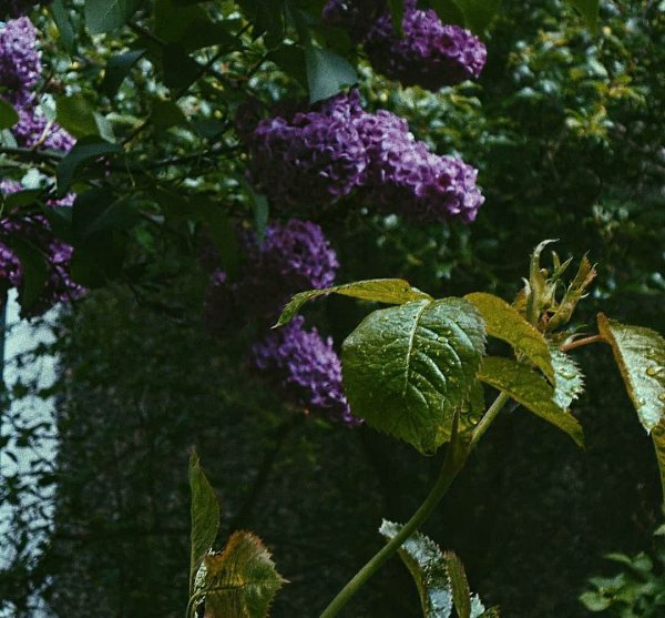 ����: ph.sanp
