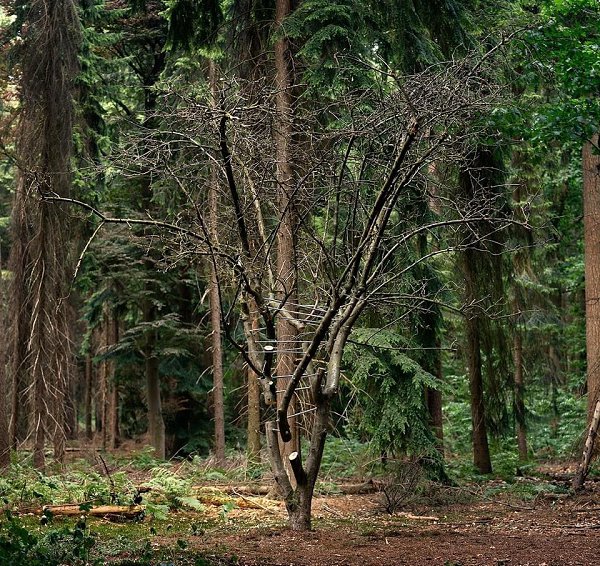 Инсталляцию Broken Landscape IV финский художник Антти Лайтинена создал на хуторе Мааяам в Валгамаа ... - 2