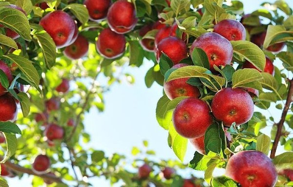 Плодовая гниль, или монилиоз, яблони (и груши) причиняет ощутимый вред яблоне и груше. По ...