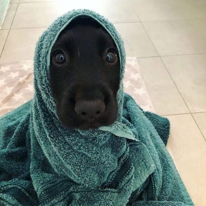 - Ни за что! – сказала мама. - Никогда! – сказала мама. - Нипочём, – сказал мама, - В дом собаку не ...