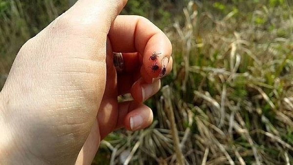 Используй этот хитрый трюк, чтобы не стать жертвой клещей! У теплых летних и весенних деньков есть ...