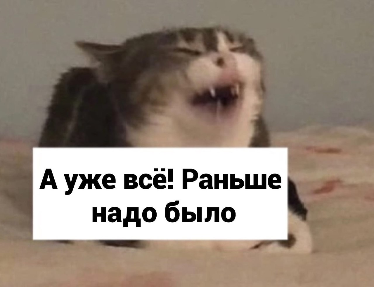 организм весь день: Как же я хочу спать. я: *прихожу домой и ... | 40 кошек  | Фотострана | Пост №2403843955