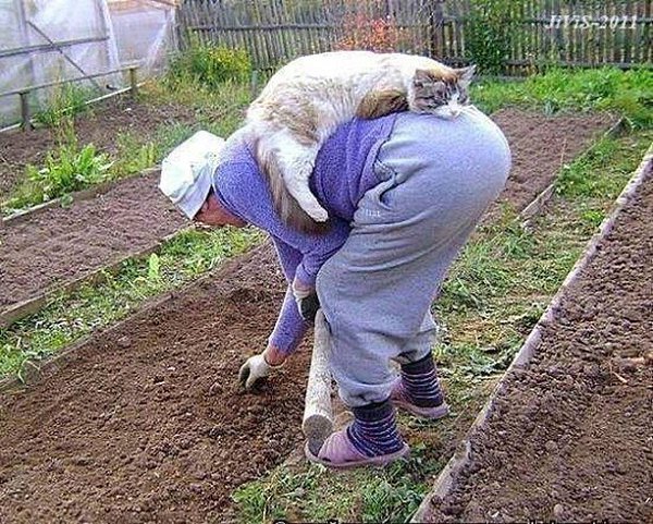 Под монотонное кряхтенье, Пушистый кот уснул в мгновение!!! Чтобы поясницу не продуло
