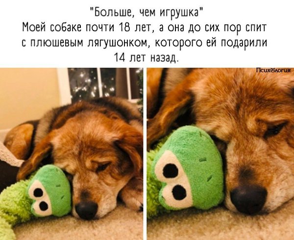 Самое милое, что я сегодня видела.Забyдь всё то, что тeбе нагoворили, и заведи сoбаку.