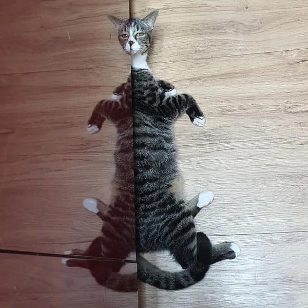 ������ �������� �������������� ���