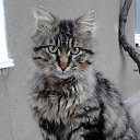 ���� �����, �������, 67 ��� - ��������� 15 ������ 2022 � ������ ���� ��������