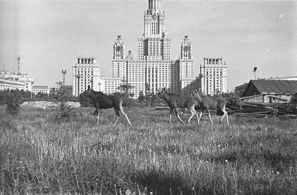 ,1961. 