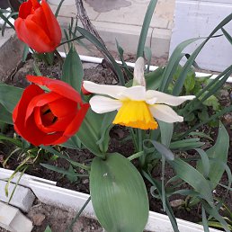 ������, ���������, 74 ����