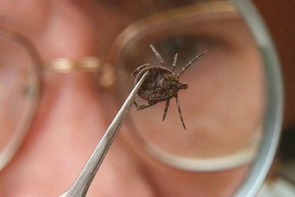 Используй этот хитрый трюк, чтобы не стать жертвой клещей! У теплых летних и весенних деньков есть ... - 4