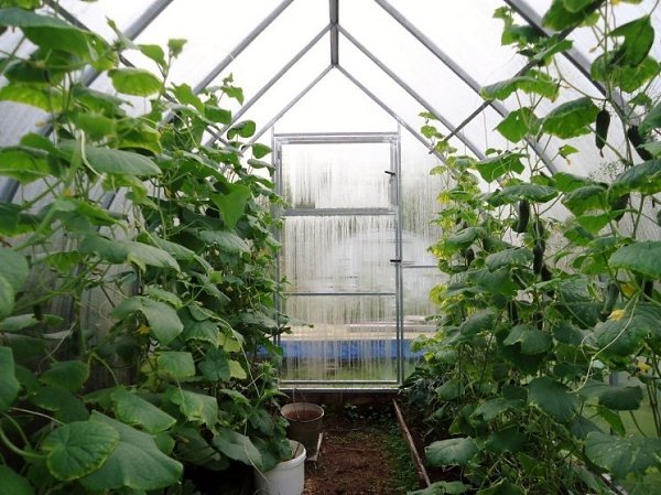 Хитрости ухода за огурцами в теплице . При правильном уходе, в теплице в первую очередь на взрослом ...