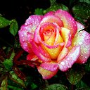 ���� ����, �����������, 63 ���� - ��������� 11 ������ 2022 � ������ ���� ����������