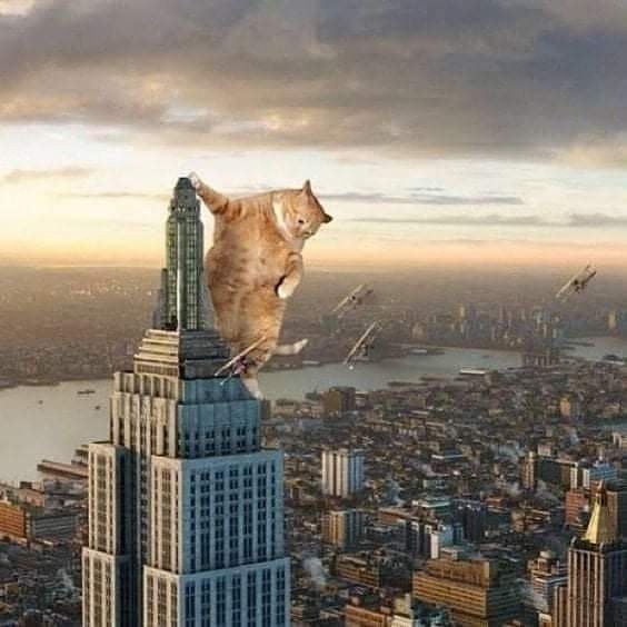 Catzilla vs. Cat Kong