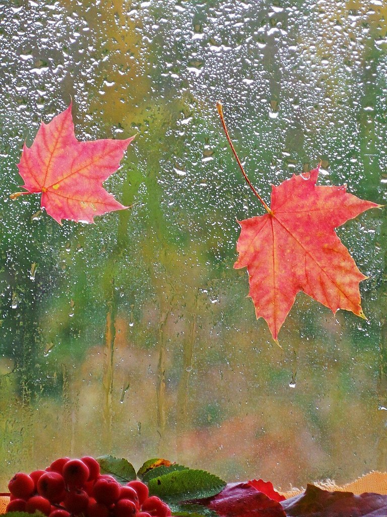   ,    . - 24  2021  11:50 - 2