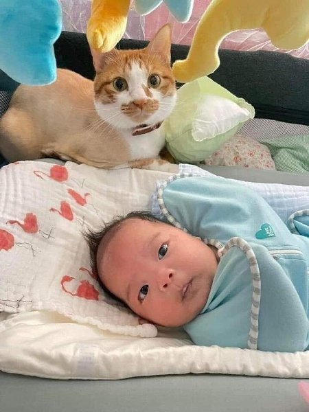 Кажется кот, больше ждал рождения ребенка, чем мы))) - 3