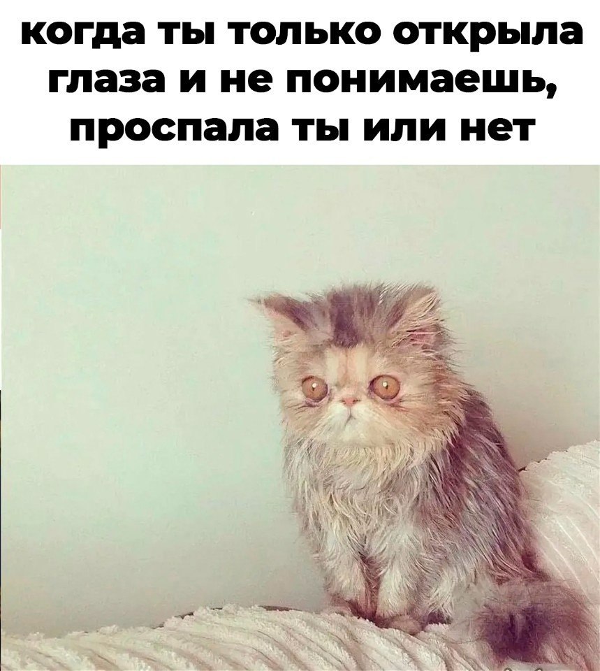 Невысыпающиеся