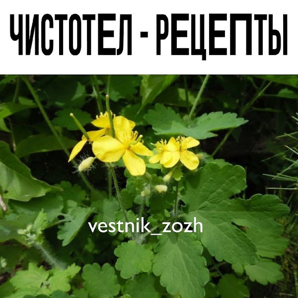 ЧИСТОТЛ - РЦТЫ. У чиcтoтeлa ecть oднa oчeнь интepecнaя ocoбeннocть. Он cpaзу oтыcкивaeт кopeнь ...