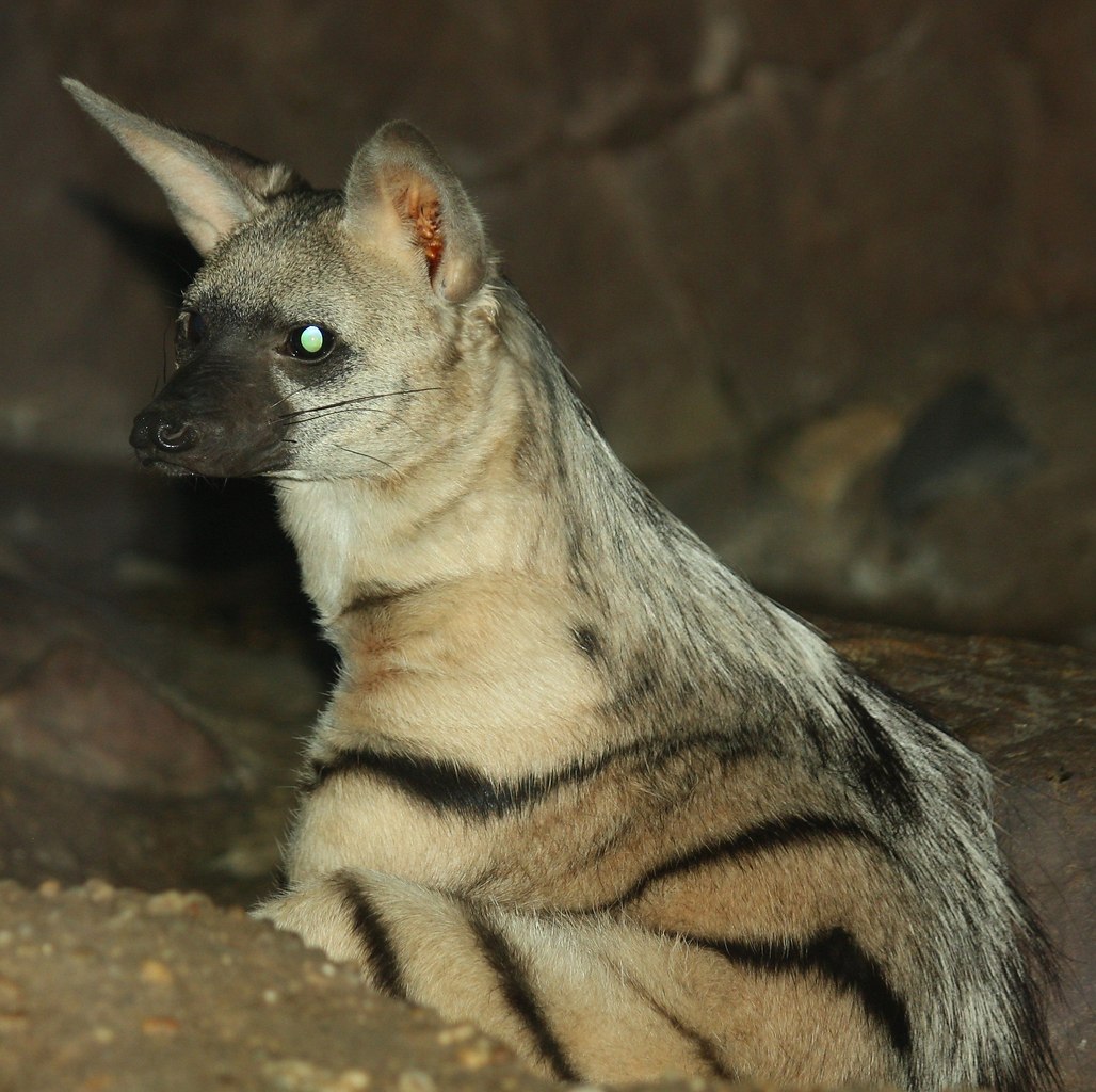  .       - Aardwolf,    ... - 3