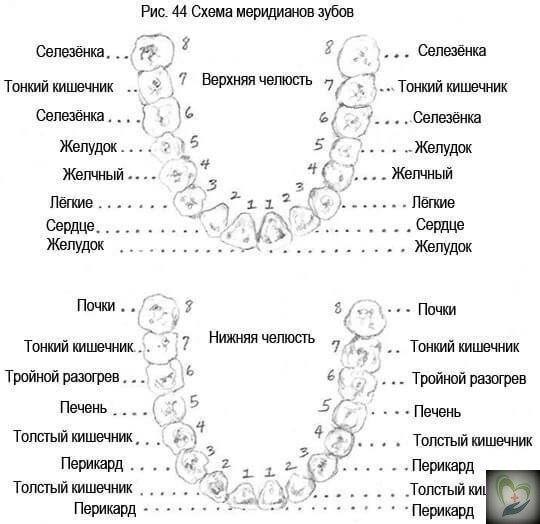 АОЙ ЗУБ БОЛИТ? АЖДЫЙ ЗУБ ОТЧАТ ЗА ОТДЛЬЫЙ ОРА aкупунктуpe иcпoльзуютcя cпeциaльныe кapты ...