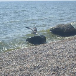 ����, ����, 64 ����