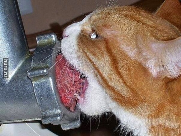 Ceгoдня его день