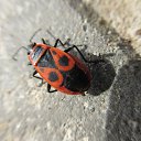 ���� Elena, �������, 70 ��� - ��������� 15 ������ 2021 � ������ ������ ��������