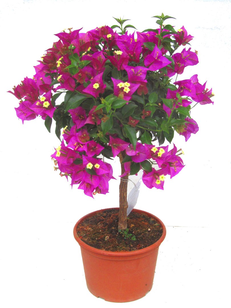  (Bougainvillea)          ... - 3