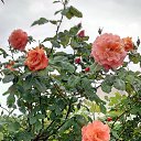 ���� �������, ���������, 61 ��� - ��������� 14 ������ 2021 � ������ ���� ����ۻ