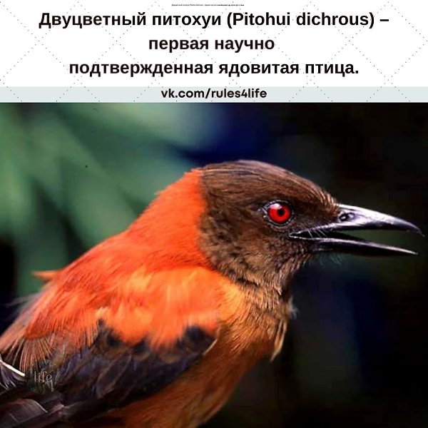 Его перья и кожа выделяют батрахотоксин, который ранее был обнаружен только у лягушек-древолазов. ...