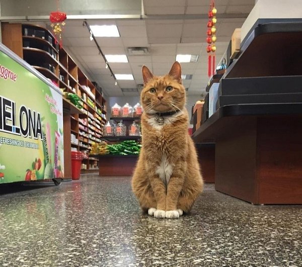 Bobo  9 ,     .      ,   ... - 3