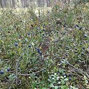 ���� �����, �����-���������, 63 ���� - ��������� 5 ���� 2021 � ������ ������ ��������