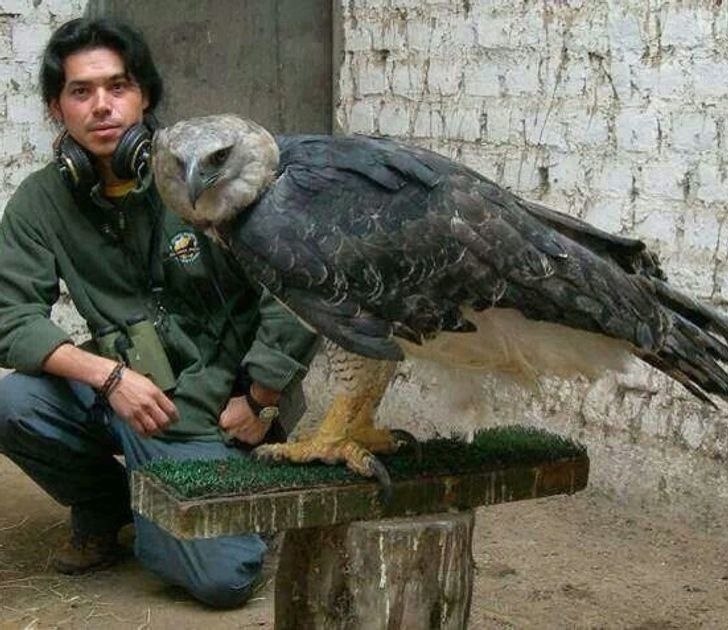 10 o acoo o paepo, o   cecoae a cpa  e oep. - 7