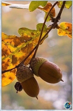 o ea oce...