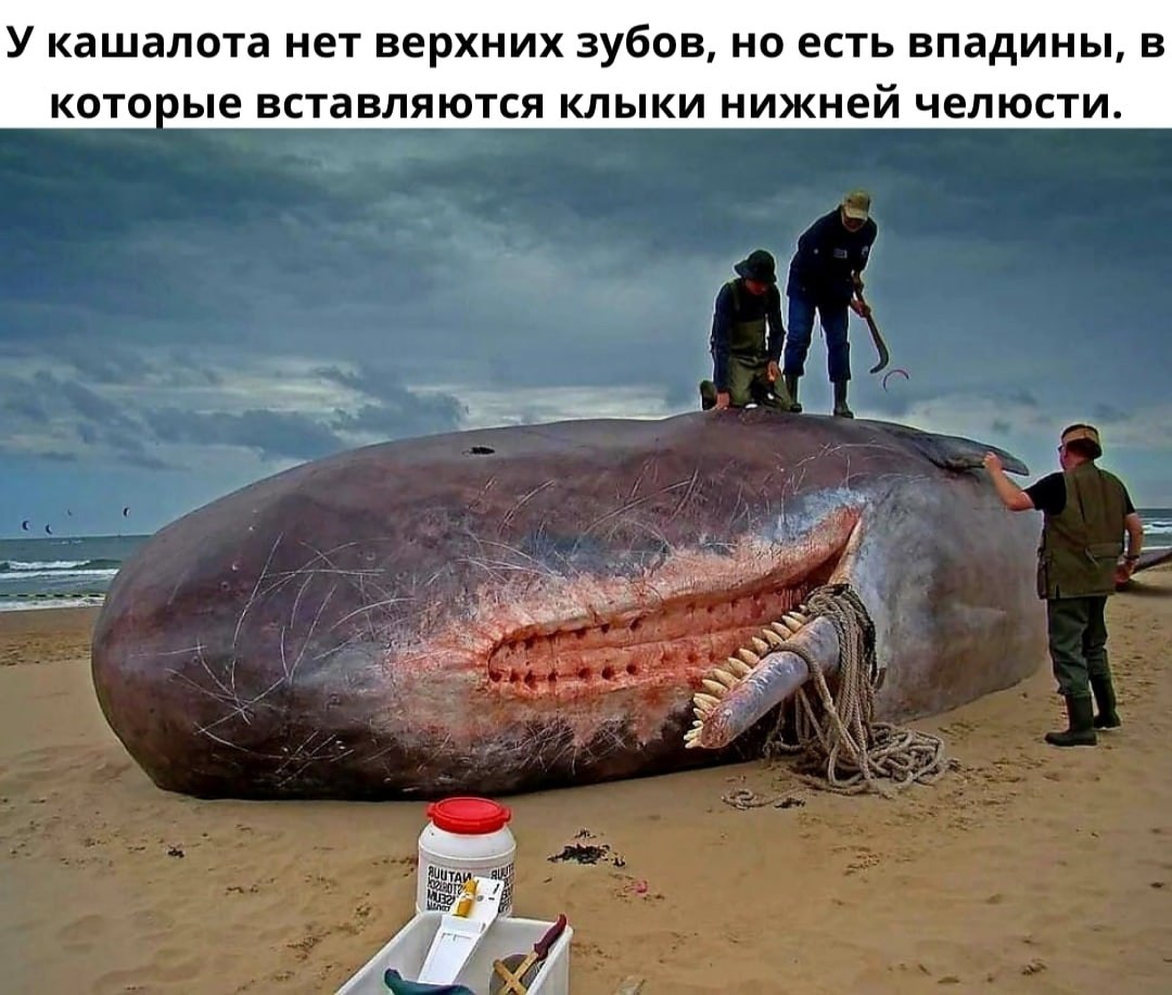    -         .