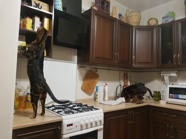 ,    )))       ?