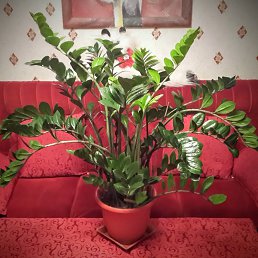 ������, ������, 49 ���