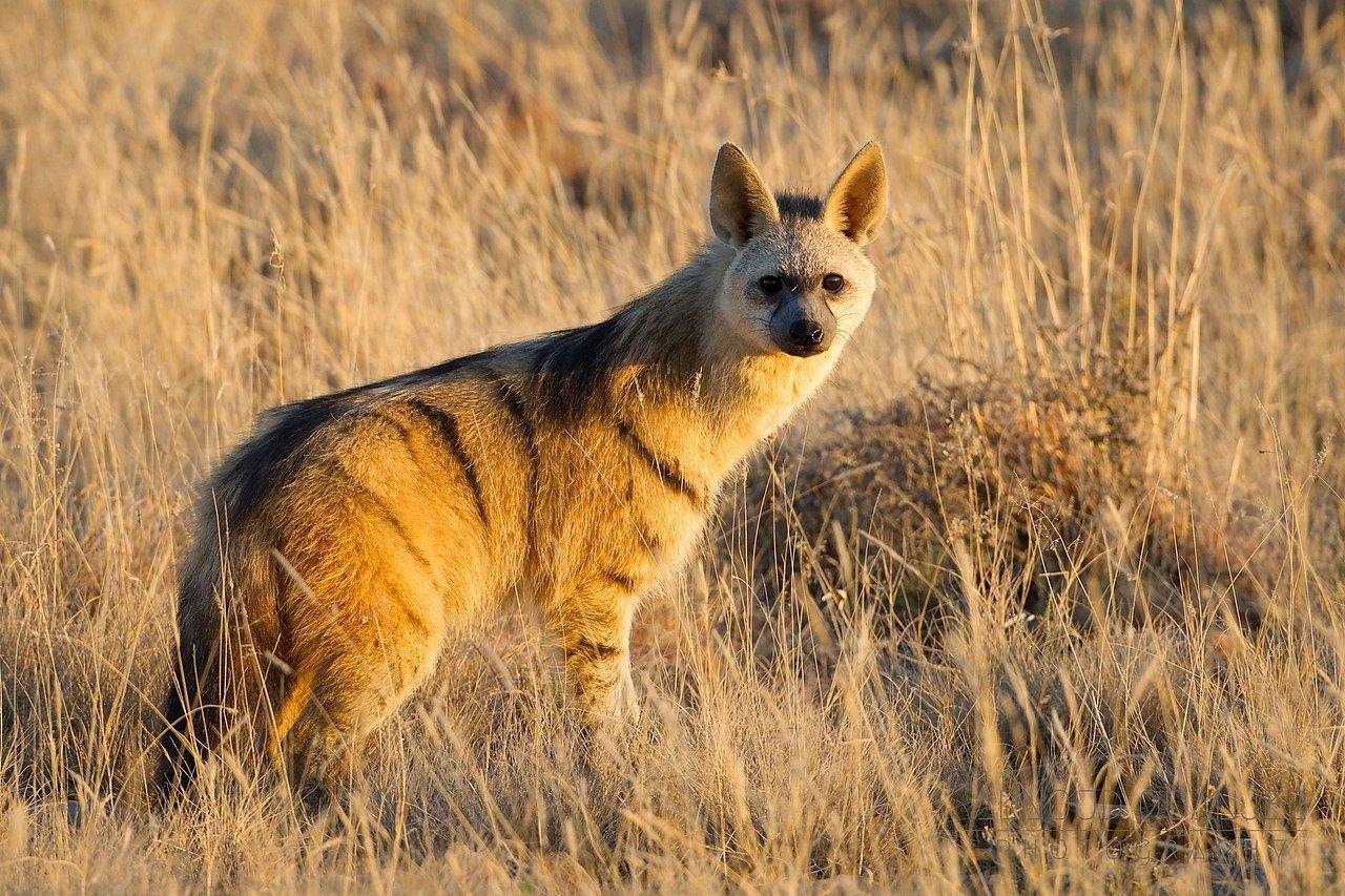  .       - Aardwolf,    ... - 2