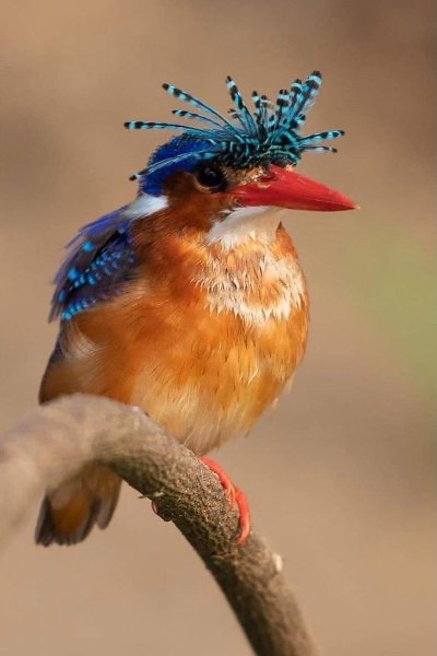 ЧУДО ПРИРОДЫ..!!! „ Corythornis Cristatus.” Малахитовый Зимородок