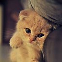 ���� �������, ��������, 51 ��� - ��������� 31 ������ 2023 � ������ ���� ����������