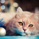  Anton, , 45  -  26  2023    