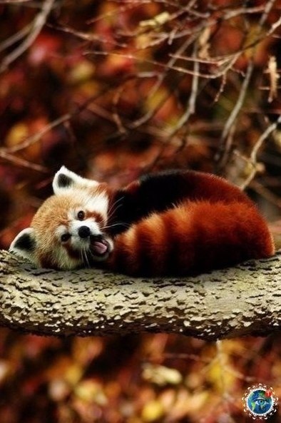 cea ec, a o o o e...    - 6