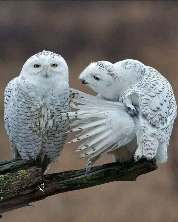    .  ,  , ,     . ...