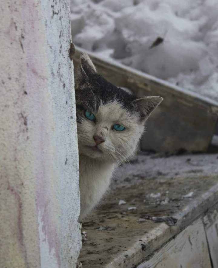 Хозяйка, знаешь! Я не обижаюсь! Тебе наверно было так видней, Что я теперь по улицам шатаюсь Не час, ...