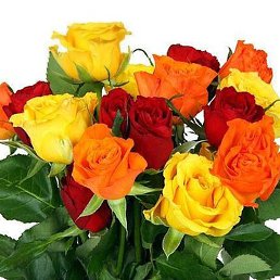 �, ������, 66 ���