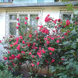 ��, �����������, 38 ���