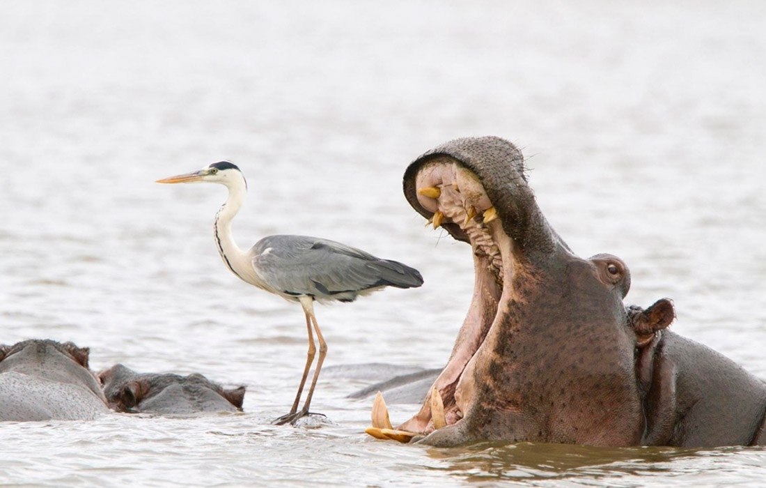   Comedy Wildlife Photo Awards.. ,     ... - 8