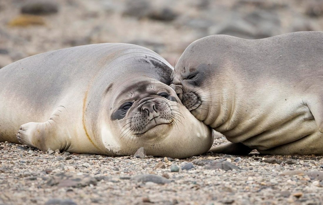   Comedy Wildlife Photo Awards.. ,     ... - 3