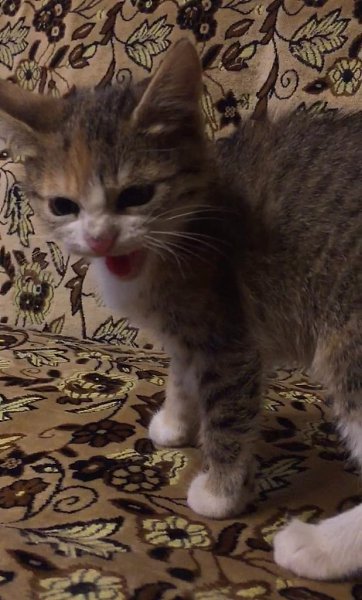 #Безкота_добро.Из грязного уличного котёнка в элегантную домашнюю красотку. Любовь и забота творят ...