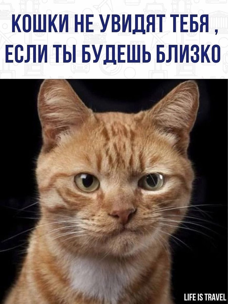 А я то думаю , почему кот всегда тычет мне носом то в глаз , ... | LIFE ...