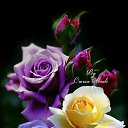 ���� �������, ����, 71 ��� - ��������� 14 ������ 2023